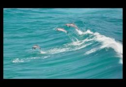 Best Big Wave Surfers In The World – Dolphins