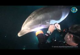 Injured Dolphin Approaches Diver For Help
