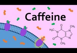 Humans and Caffeine: One Long Historical Marriage