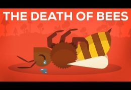 If These Bees Die, So Does One-Third of The Food You Consume