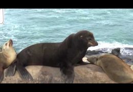 La Jolla Cove Seals, Sea Lions, and Birds