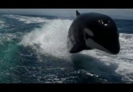 Killer Whales Swimming and Playing Like Dolphins