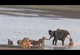 Young Elephant Fends Off Attack By 14 Lions