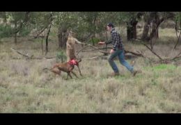Man Punches a Kangaroo In The Face To Rescue His Dog