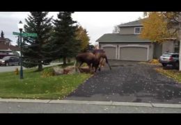 Two Moose Decided To Duke Tt Out Right In The Middle of Someone’s Driveway
